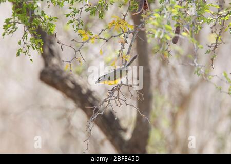 Chat de droite jaune, Icteria virens, , dans le désert de broussailles parc d'état Falcon, Falcon, Texas, États-Unis Banque D'Images