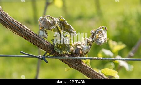 Feuillage de raisin très endommagé causé par un gel inhabituel du printemps. Dégâts de gel printanier dans le vignoble - Tyrol du Sud, Italie Banque D'Images