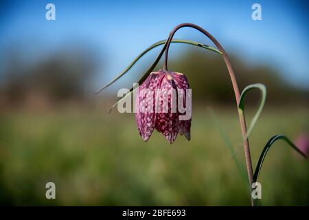 Fleurs d'échecs dans un champ Banque D'Images