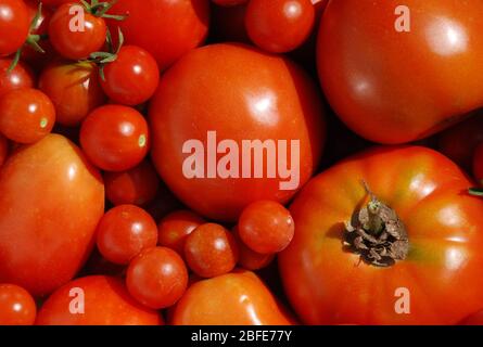 Un bol rempli de tomates fraîchement cueillies Banque D'Images