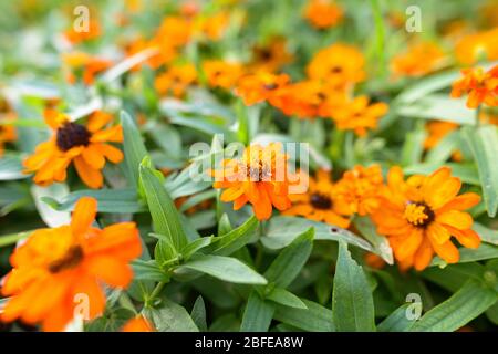 Les magnifiques marigoles d'Orange fleuissent en plein air dans la nature Banque D'Images