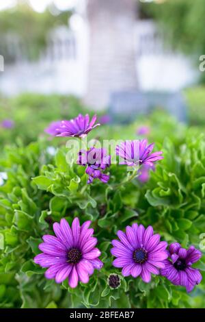 Belle Violette Marigold fleurs en plein air dans la nature Banque D'Images