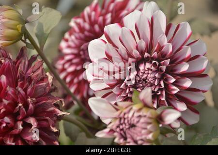 Gros plan sur un beau collage de fleurs pourpres et blanches dahlia fleuries dans un jardin Banque D'Images