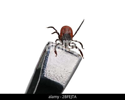 Tique, Ixodes ricinus, tenu par brucelles isolées sur fond blanc, gros plan Banque D'Images