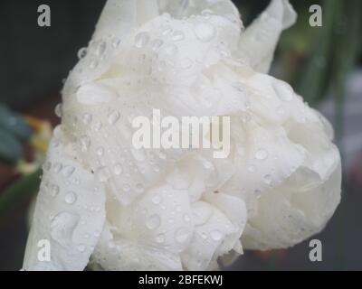 Gros plan de fleurs de tulipe blanches avec des gouttes de pluie Banque D'Images