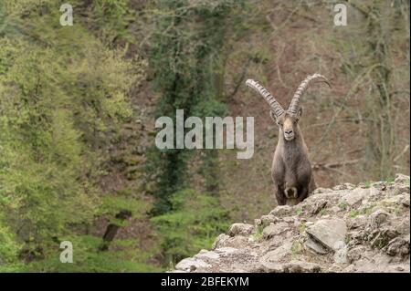 Alpine ibex avec de grandes cornes dans un fond forestier Banque D'Images