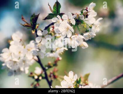 Printemps dans le Bayern, avril apporte des fleurs blanches sur les pommiers contre le ciel bleu, gros plan, doux foyer Banque D'Images