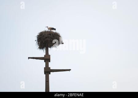 Oiseau de porc debout sur son nid en bois, installé sur un vieux poteau électrique, pendant un après-midi nuageux en Serbie, Balkans, Europe du Sud-est. Photo Banque D'Images