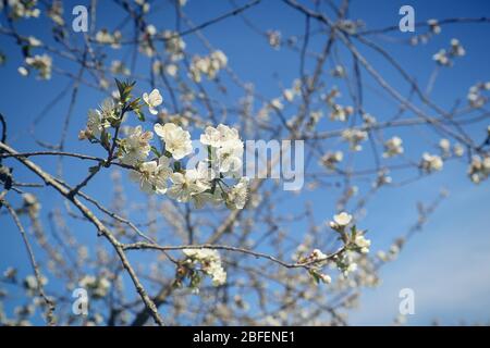 Printemps dans le Bayern, avril apporte des fleurs blanches sur les pommiers contre le ciel bleu, point de mire doux Banque D'Images