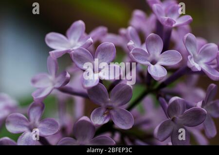 Petit lapin de fleurs lilas au printemps Banque D'Images