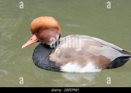 Un pochard mâle à la craie rouge (Netta rufina) dans l'eau Eine Männliche Kolbenente (Netta rufina) im Wasser Banque D'Images