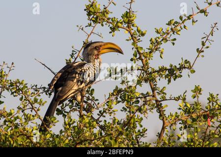 Charme de charme de la rive jaune du sud, Tockus leucomelas, perché sur les petites branches d'un buisson au soleil du matin dans le parc national Kruger Banque D'Images