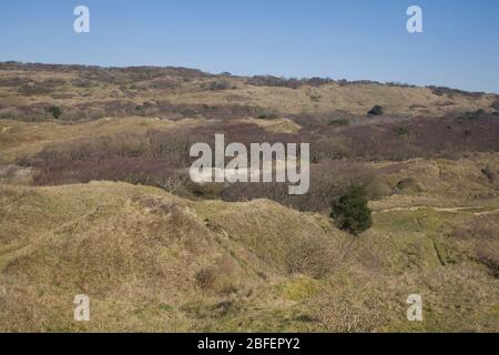 Dunes de collines et de sable avec herbages, arbustes et arbres au début du printemps dans la réserve naturelle de Merthyr Mawr Banque D'Images