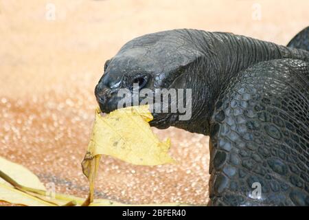 Photo détaillée d'une tortue géante des Seychelles (Aldabrachlys gigantea) lors de l'alimentation Detailaufnahme von einer seychellen-Riesenschildkröte (Aldabra Banque D'Images