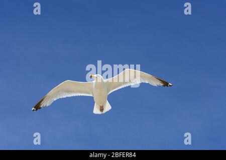 Gros plan d'un goéland volant, avec fond bleu ciel Nahaufnahme einer fliegenden Silbermöwe, mit blauem Himmel im hintergrund Banque D'Images