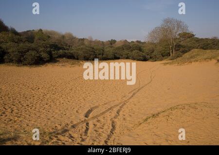 Grande dune dans la région de Candleston de la réserve naturelle Merthyr Mawr avec des pistes dans le sable fin d'après-midi de printemps Banque D'Images