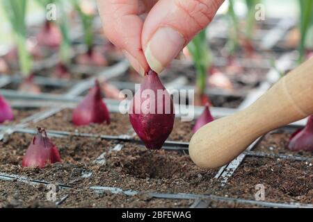 Allium cesp 'Red Baron'. Commencer l'oignon rouge mis en rayons modulaires pour qu'ils s'enracinement bien avant d'être planté. ROYAUME-UNI Banque D'Images