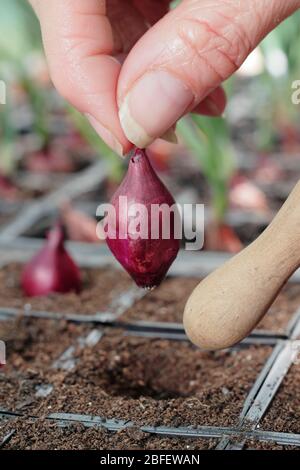 Allium cesp 'Red Baron'. Commencer l'oignon rouge mis en rayons modulaires pour qu'ils s'enracinement bien avant d'être planté. ROYAUME-UNI Banque D'Images