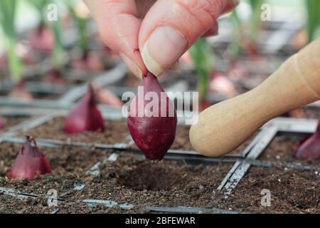 Allium cesp 'Red Baron'. Commencer l'oignon rouge mis en rayons modulaires pour qu'ils s'enracinement bien avant d'être planté. ROYAUME-UNI Banque D'Images