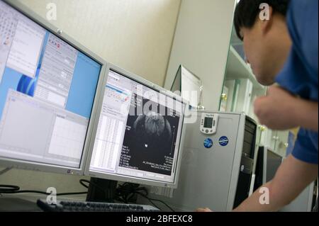 Un chercheur médical examine l'image à l'écran d'un cerveau de souris. Banque D'Images