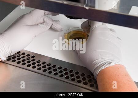 Pendant la chirurgie, les œufs sont prélevés sur une patiente et transmis à un laboratoire. Le laboratoire vérifie les échantillons pour les œufs et les sépare des autres Banque D'Images