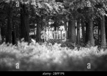 Le cerf de queue blanc se promène dans une forêt épaisse. Banque D'Images