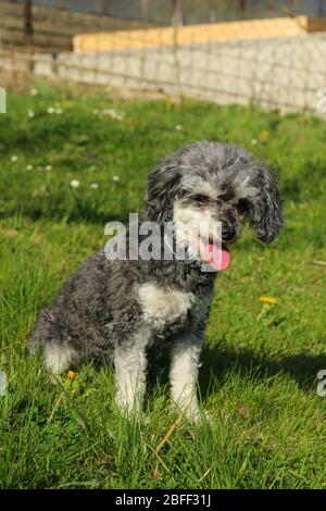 Portrait de l'adorable chien corniche. C'est une race croisée de caniche et de titzu de shi. Banque D'Images