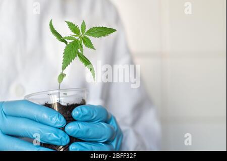 Mains d'un agronome scientifique ou d'un pharmacien tenant des semis de chanvre dans un pot Banque D'Images