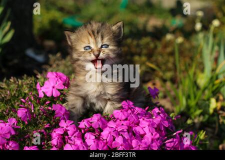 Le portrait d'un jeune chaton de trois semaines dans l'herbe et les fleurs. Joli et heureux avec l'expression drôle tout en regardant la viande. Banque D'Images