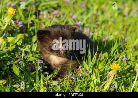 Le portrait d'un jeune chaton de trois semaines dans l'herbe et les fleurs. Joli et heureux même avec un peu de petits yeux. Banque D'Images