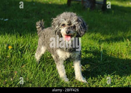 Portrait de l'adorable chien corniche. C'est une race croisée de caniche et de titzu de shi. Banque D'Images