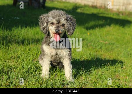 Portrait de l'adorable chien corniche. C'est une race croisée de caniche et de titzu de shi. Banque D'Images