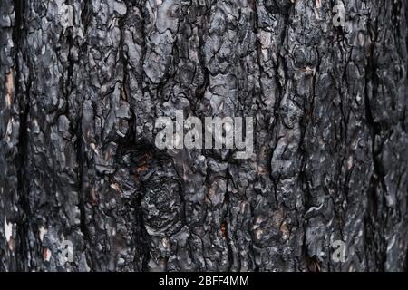 Arrière-plan écorce de pin charré, bois charré noir après un feu de forêt Banque D'Images