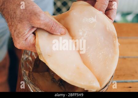 Mains de l'homme divisant le probiotique des champignons Kombucha. Régime bio superalimentaire sain fermenté thé. Style rustique et lumière naturelle. Banque D'Images