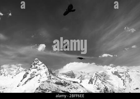 Le Chough alpin (Graculus de Pyrrhocobax) vole dans les hautes montagnes enneigées. Montagnes du Caucase, région Dombay en hiver. Paysage noir et blanc. Banque D'Images