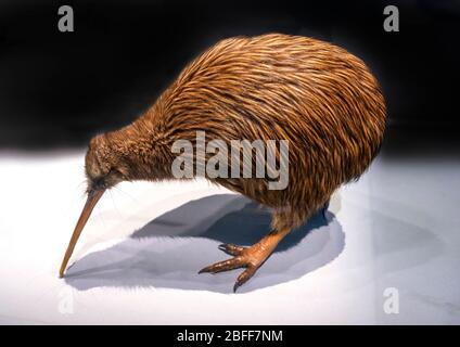 North Island Brown Kiwi (Apteryx mantelli), un oiseau sans flaque de la Nouvelle-Zélande Banque D'Images