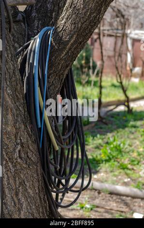 Un tuyau de jardin est suspendu dans un arbre et est prêt à être utilisé pour arroser le jardin. Un groupe de flexibles usagés sur un arbre d'abricot. Journée de printemps ensoleillée. Fcu sélectif Banque D'Images