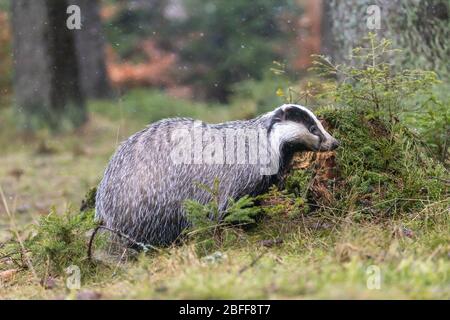 Le blaireau européen également connu sous le nom de blaireau eurasien pose dans la forêt Banque D'Images