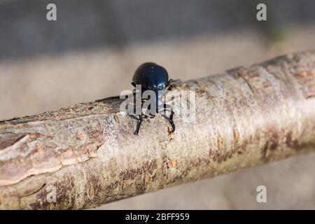 Macro-photographie de coléoptères noir et bleu (Meloe prodicaarée). Banque D'Images