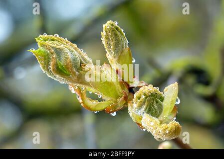 Bourgeons de châtaignier Banque D'Images