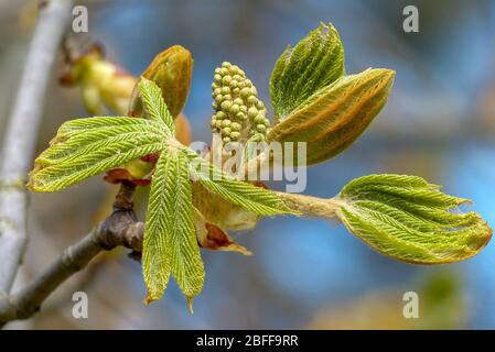 Bourgeons de châtaignier Banque D'Images