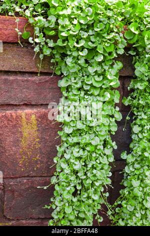 Mur de pierre avec plantes rampantes Banque D'Images