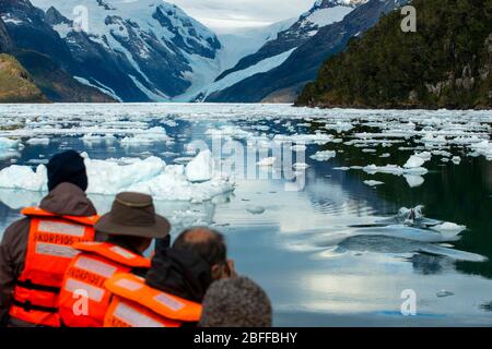 Les touristes regardant les dauphins dans la croisière de brise-glace Capitan Constantino à Fjord Calvo sur le bord de la Manche Sarmiento à Bernardo O'Higgins Nati Banque D'Images