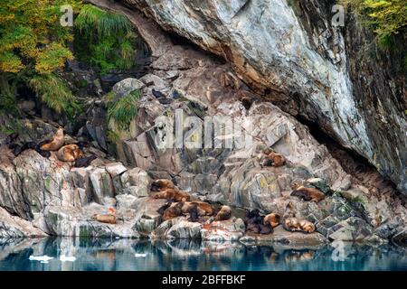 Lions de mer dans le fjord Calvo sur le bord de la Manche Sarmiento dans le parc national de Bernardo O'Higgins à Patagonia Chili fjords près de Puerto Natales, Chili Banque D'Images