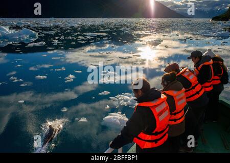 Les touristes regardant les dauphins dans la croisière de brise-glace Capitan Constantino à Fjord Calvo sur le bord de la Manche Sarmiento à Bernardo O'Higgins Nati Banque D'Images