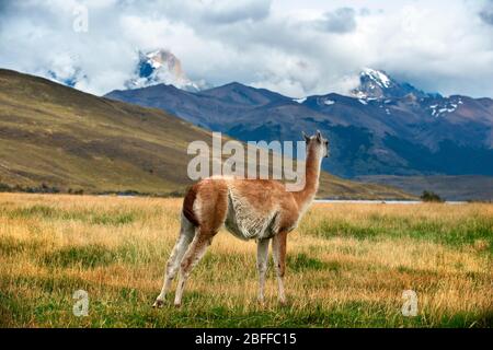 Guanaco Lama guanicoe adulte dans le parc national de Torres del Paine Puerto Natales, province d'Ultima Esperanza, Patagonie, Chili. Banque D'Images