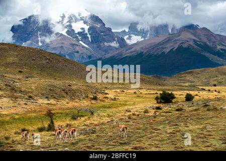 Petit troupeau de Guanacos Lama guanicoe dans le parc national de Torres del Paine Puerto Natales, province d'Ultima Esperanza, Patagonia, Chili. Banque D'Images