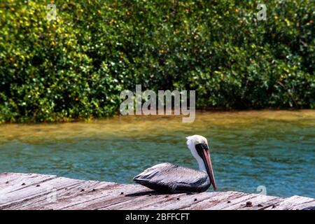 Pelican Pelecanus occidentalis brun sur la mangrove, Punta Allen, réserve Sian Ka'an, péninsule du Yucatan, Mexique. Dans la langue du peuple Maya Banque D'Images