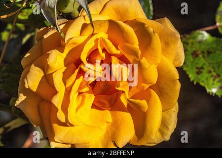 Rose à thé hybride à fleur d'ambre Banque D'Images