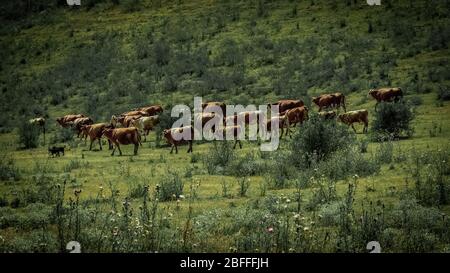 Un troupeau de vaches rouges et blanches Hereford marchant dans un champ vert Banque D'Images